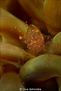 Tiny shrimp in anemony by Uwe Schmolke 